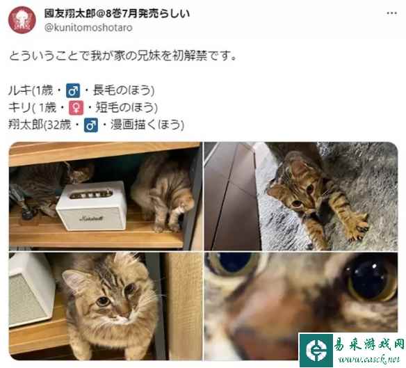 日本漫画家休刊理由太奇葩 转职成猫奴难敌猫的呼唤