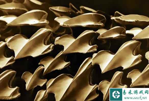 黄蜂的脑袋太可爱了吧！32张显微镜下事物的神奇照片