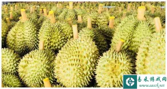 “水果之王”国产化！首批国产榴莲将于6月上市开卖