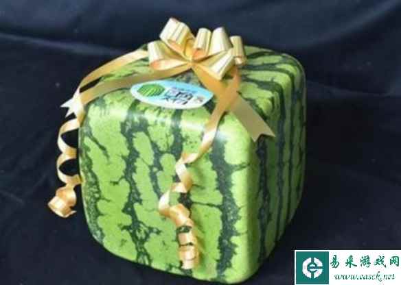 单个售价1万日元！日本方形西瓜开始出售：不适合食用