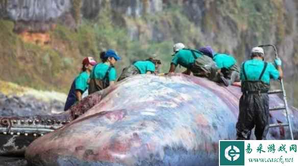 搁浅抹香鲸尸体中发现9.5公斤龙涎香！专家:价值50万欧