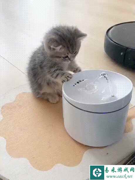 他怎么调教了两条金毛 动图 体操爱好者在此集结！