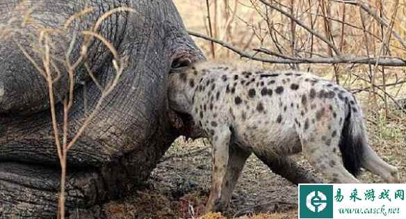 云南人：这种菇烫一下就能吃 囧图 细说怎么找樱花妹