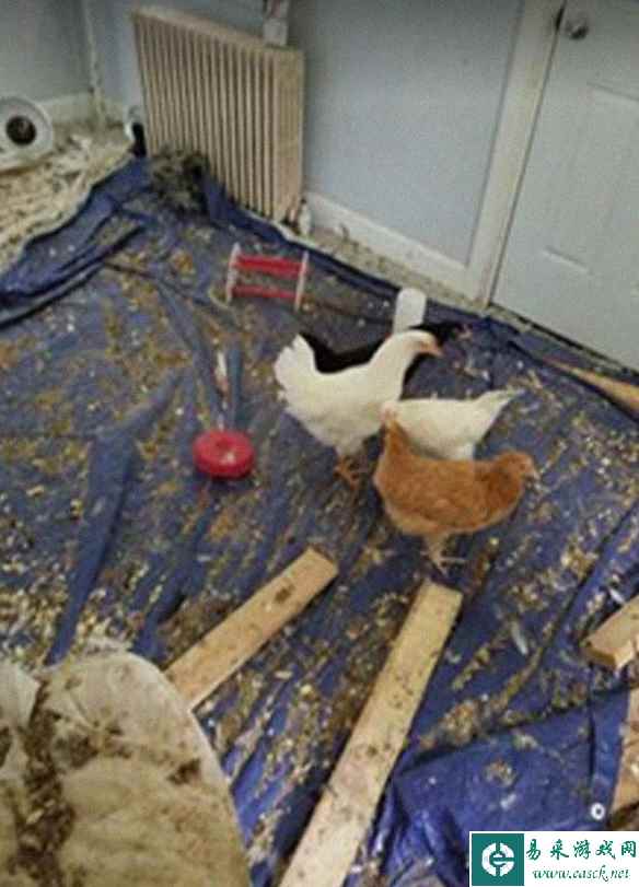 出租屋变成了养鸡场？24个噩梦般的房客留下的房屋