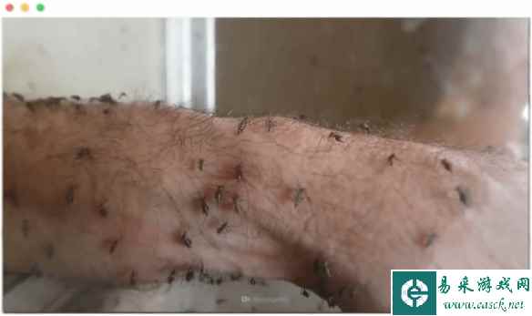 科学家亲身实验被15000只蚊子吸血 一次失血45毫升！