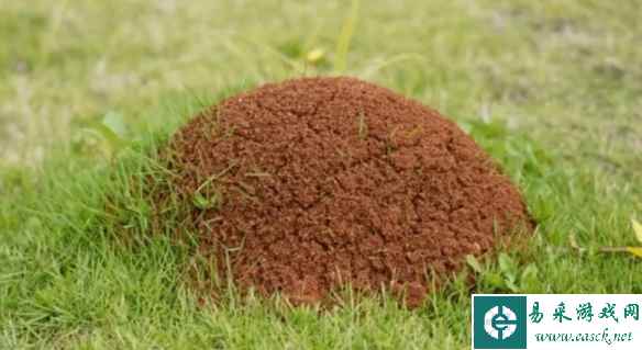 红火蚁六度突破澳大利亚防堵区域:或于2035年抵达悉尼