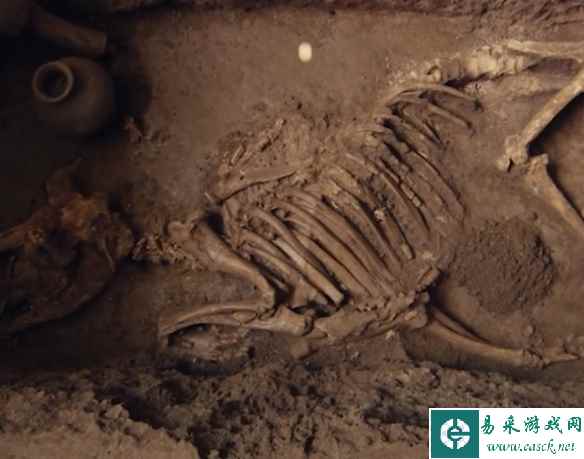 汉文帝霸陵殉葬坑中发现"神奇动物"貘骨骼：模样奇特
