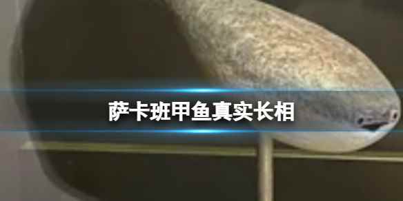 网1