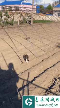 看得出来摄像师很想加鸡腿 动图 她这是在摸哪里啊？