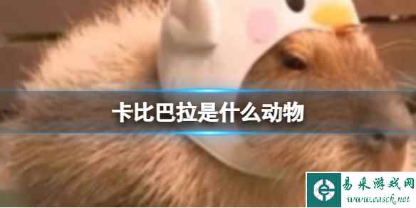 网1