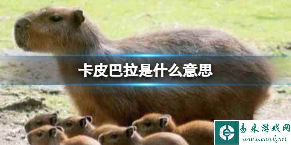 网1