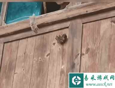 老鼠要毁灭人类的原因找到了 动图 我理解了福瑞控