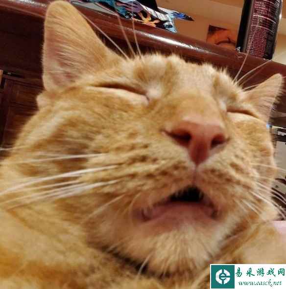 长颈鹿竟然卷着脖子睡！这21个动物睡姿照过于奇葩