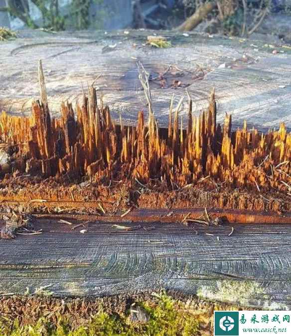 纯天然Xbox控制器，你值得拥有！30张有趣的巧合照片