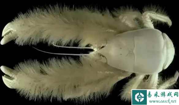 草莓长成了花朵的模样！30张“活久见”的神奇照片