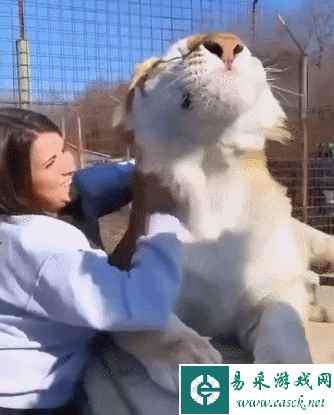易采游戏网