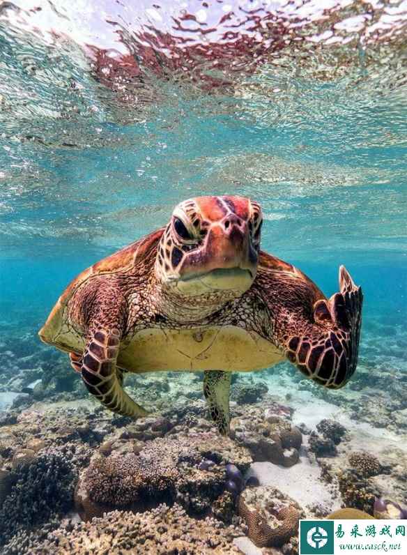 人生如戏，全靠演技！31张“戏精”动物们的搞笑瞬间