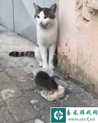 最后几秒让这张图得到升华 动图 哪个男人看了不心动