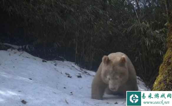 全球唯一的白色大熊猫确认为雄性！网友：卸妆的国宝
