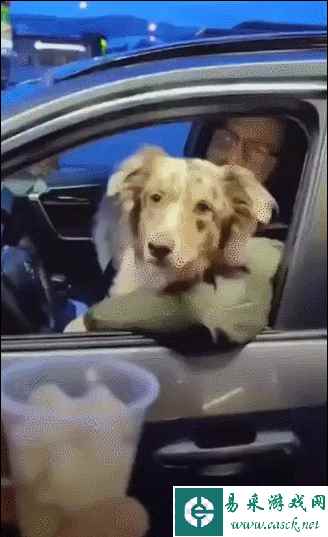 你表演劈叉也没有优惠的 动图 我是那么随便的猫吗？