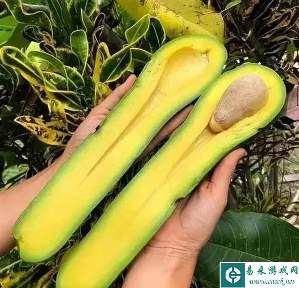 牛蛙发情期会变得美艳动人！30神奇的“活久见”照片