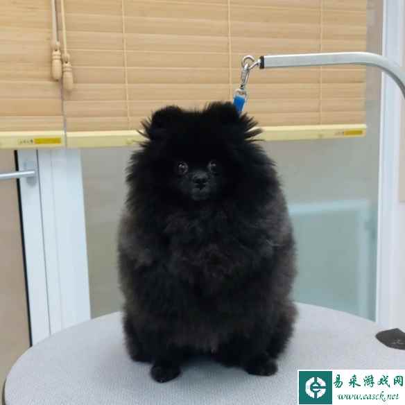 发型不仅对人重要，对狗狗也是！做完发型，判若两狗