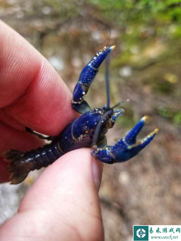 雌雄同体的龙虾见过没？30超神奇的“活久见”照片