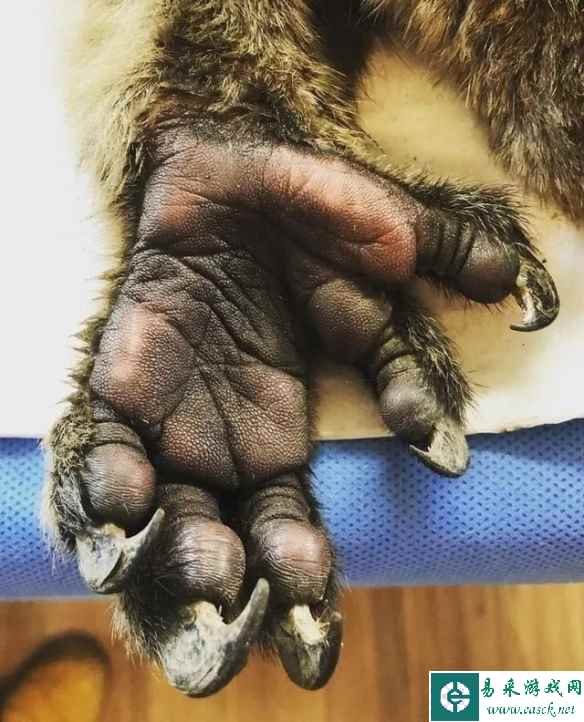 没牙的猫猫太可怕了吧！让你大涨姿势的30张神奇照片