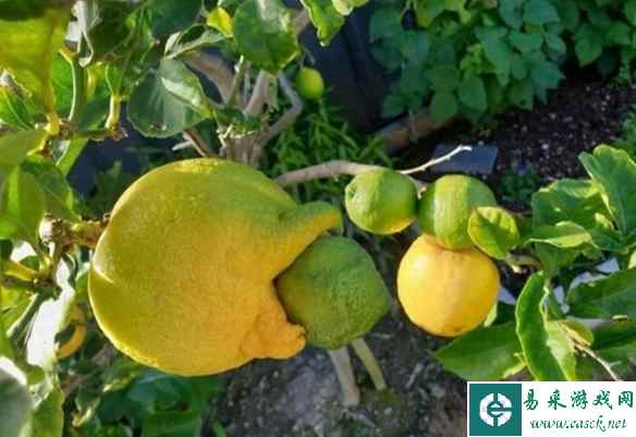 刚出生的小河马萌翻了！让你大开眼界的23张神奇照片