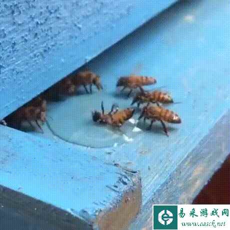 易采游戏网