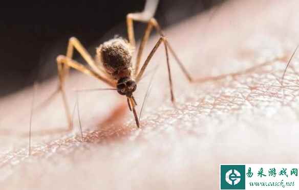 受气候变暖影响！专家表示未来蚊虫可能会全年无休