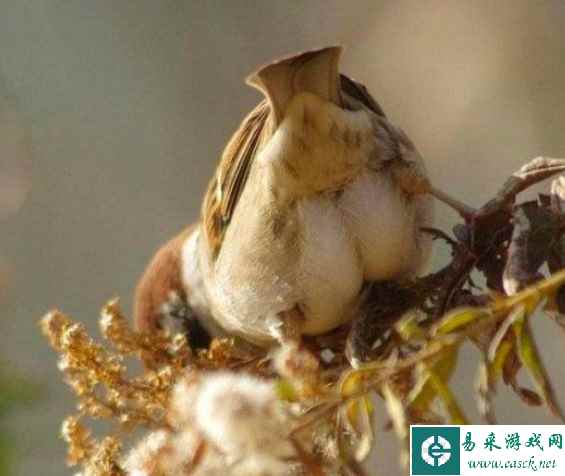 孙悟空居然是这样洗头的？ 囧图 给你们康康美臀