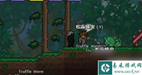 泰拉瑞亚机松露虫怎么刷 泰拉瑞亚松露虫刷时间