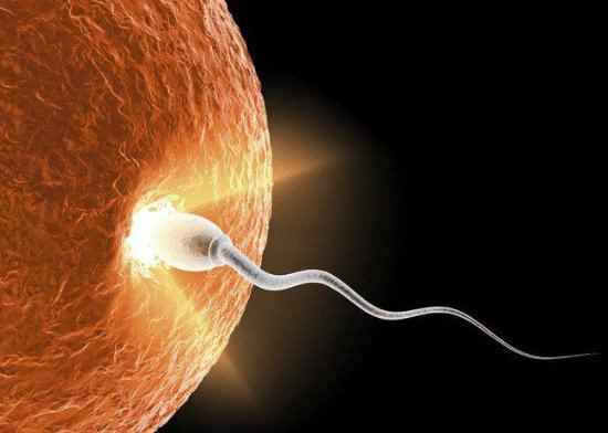 美科学家：将来人体任何细胞或许都能转化成精子卵子