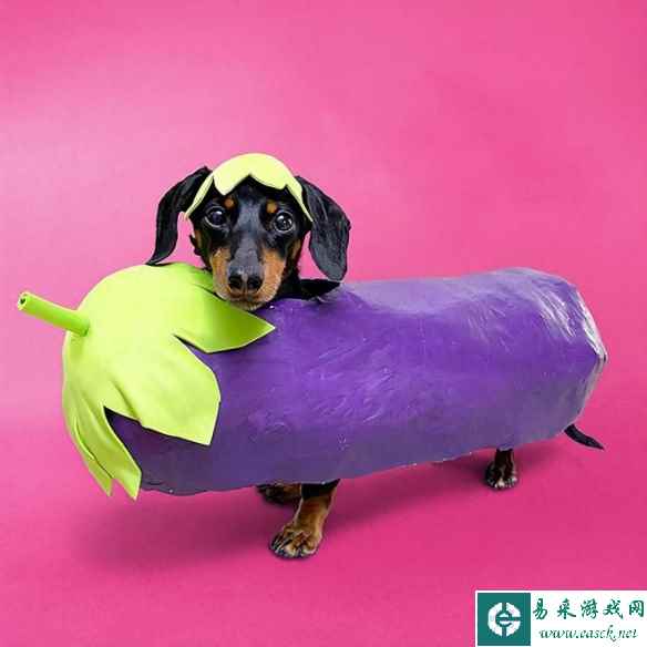 吸血喵、三头狗、大茄子！30个超搞笑的万圣节小动物