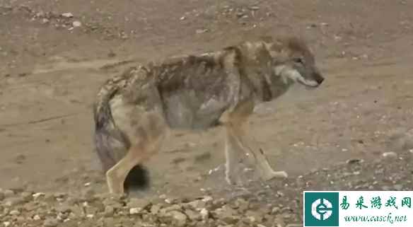 当可可西里的狼，总想去公路整几个蛋黄派..