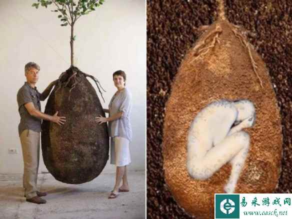 比人还大的巨型鱿鱼卵！38张让你大涨姿势的神奇照片