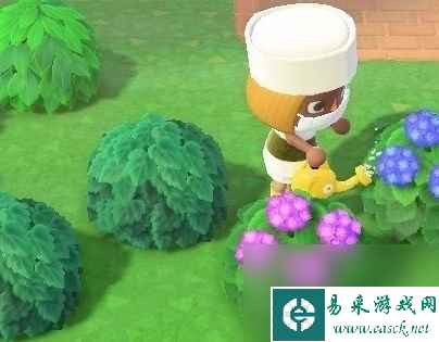 风信子可以杂交出几种新颜色?如何搭配?_风信子怎样培养出各种颜色