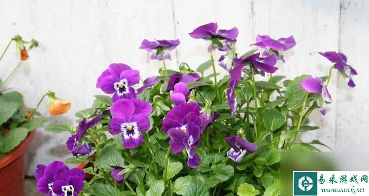 《以映月城与电子姬22紫色副本幸存者打发》(与游戏高手一起战斗,体验快感!)