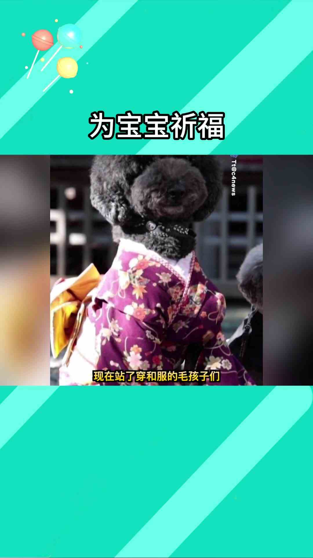 小猫小狗拯救我的世界~