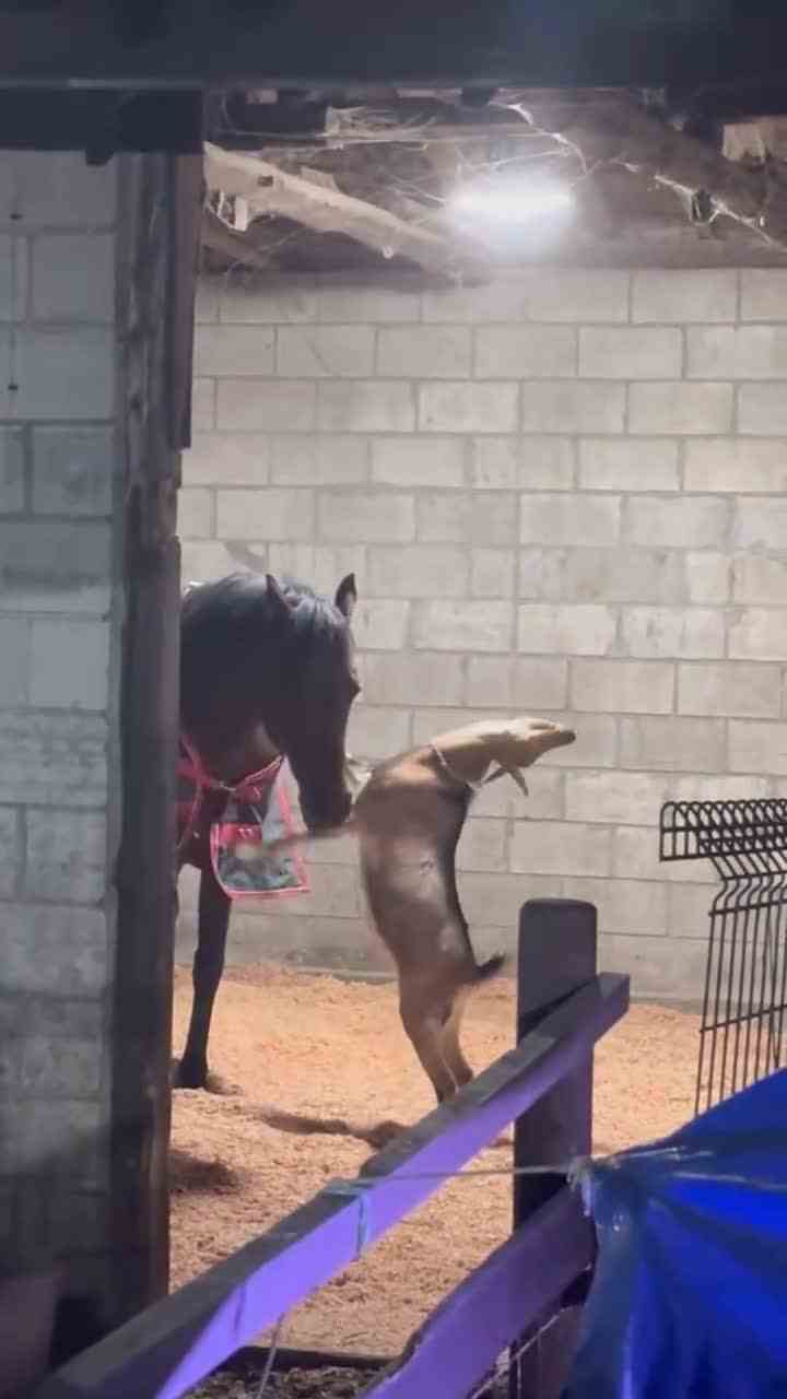 杜克你们两个在干什么