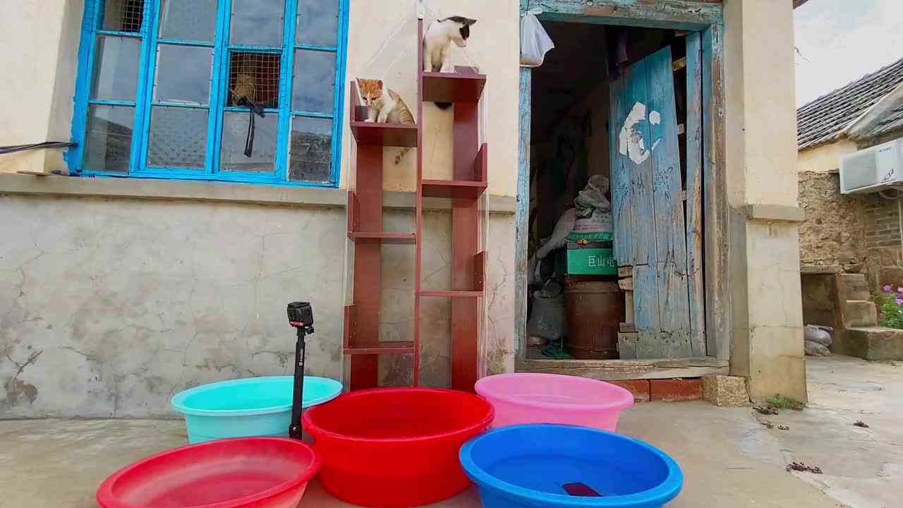猫咪跳水：挑战通天塔，失败即落水，猫中哈士奇果然名不虚传！
