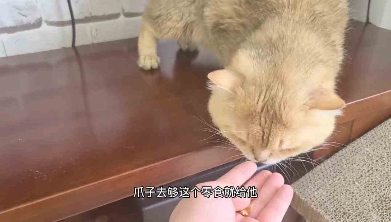 金克拉：握手训练？没人比我更懂骗吃骗喝！