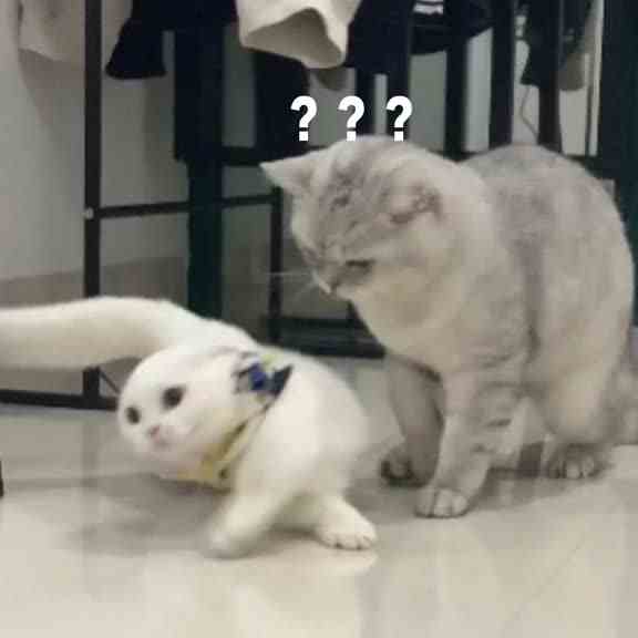 我有腿，我就是不跑，欸~就是玩~……