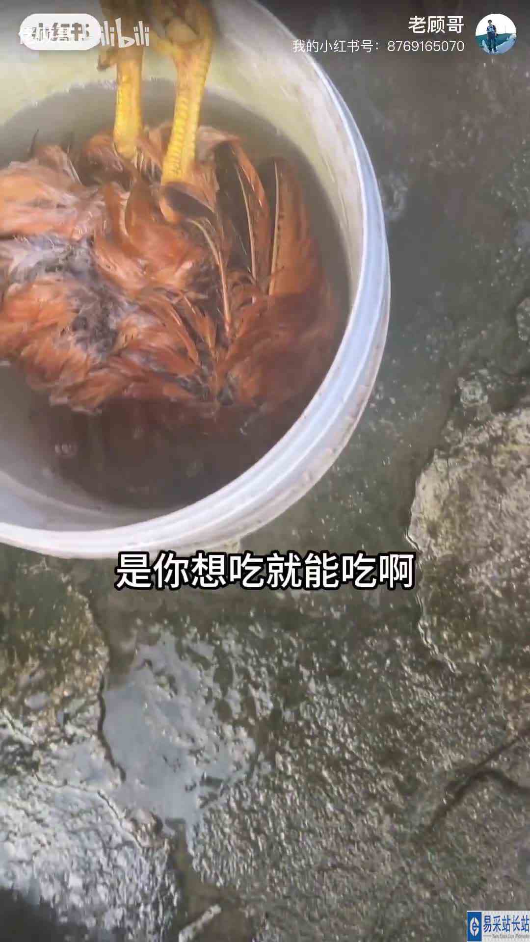 【佬顾哥】最新视频已上线，快来围观！