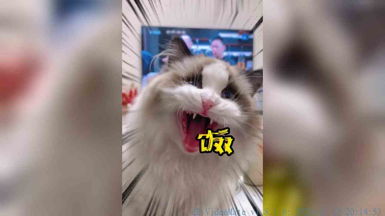 3秒之内我要看见我的饭！！