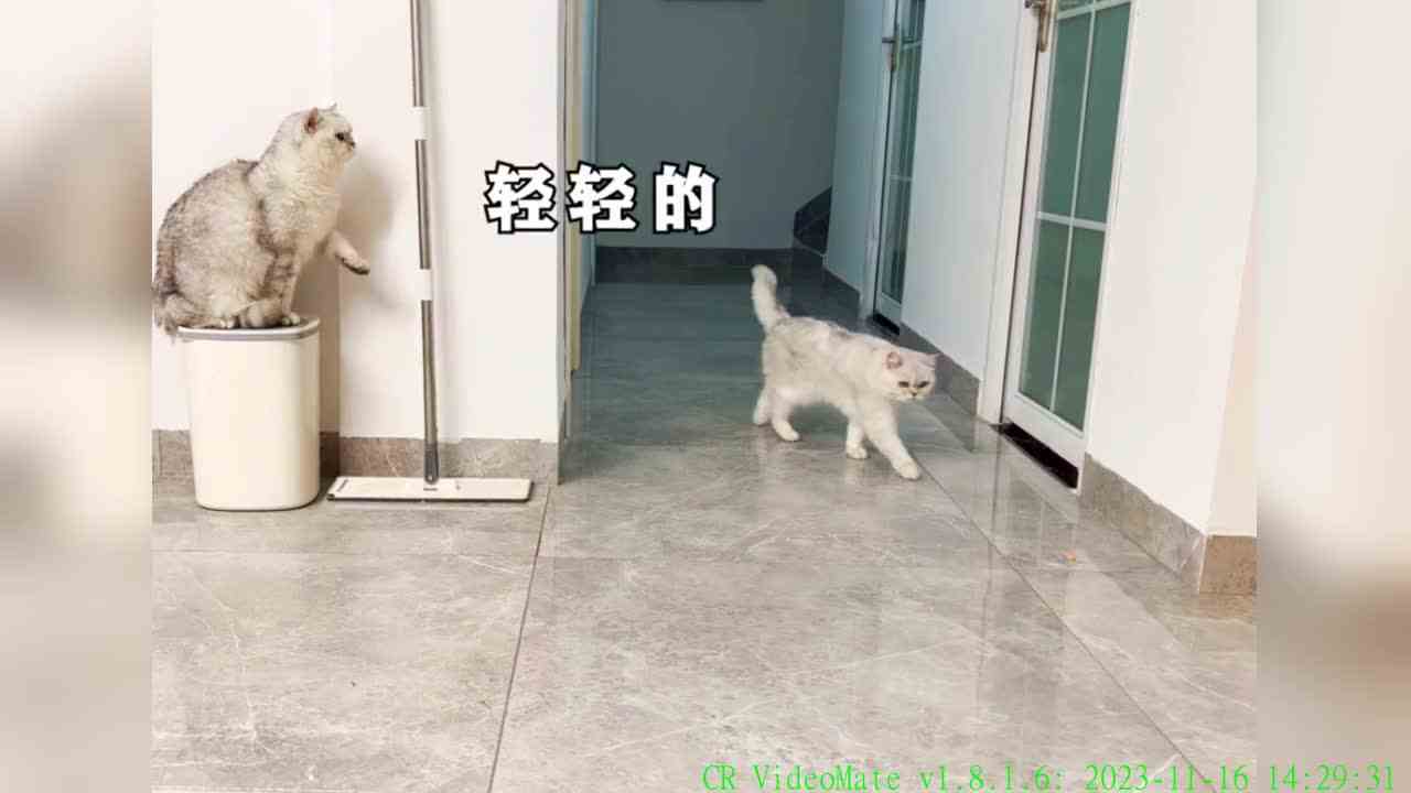 《又菜又爱玩》