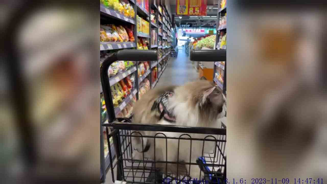 ：买这个！！快点！！！