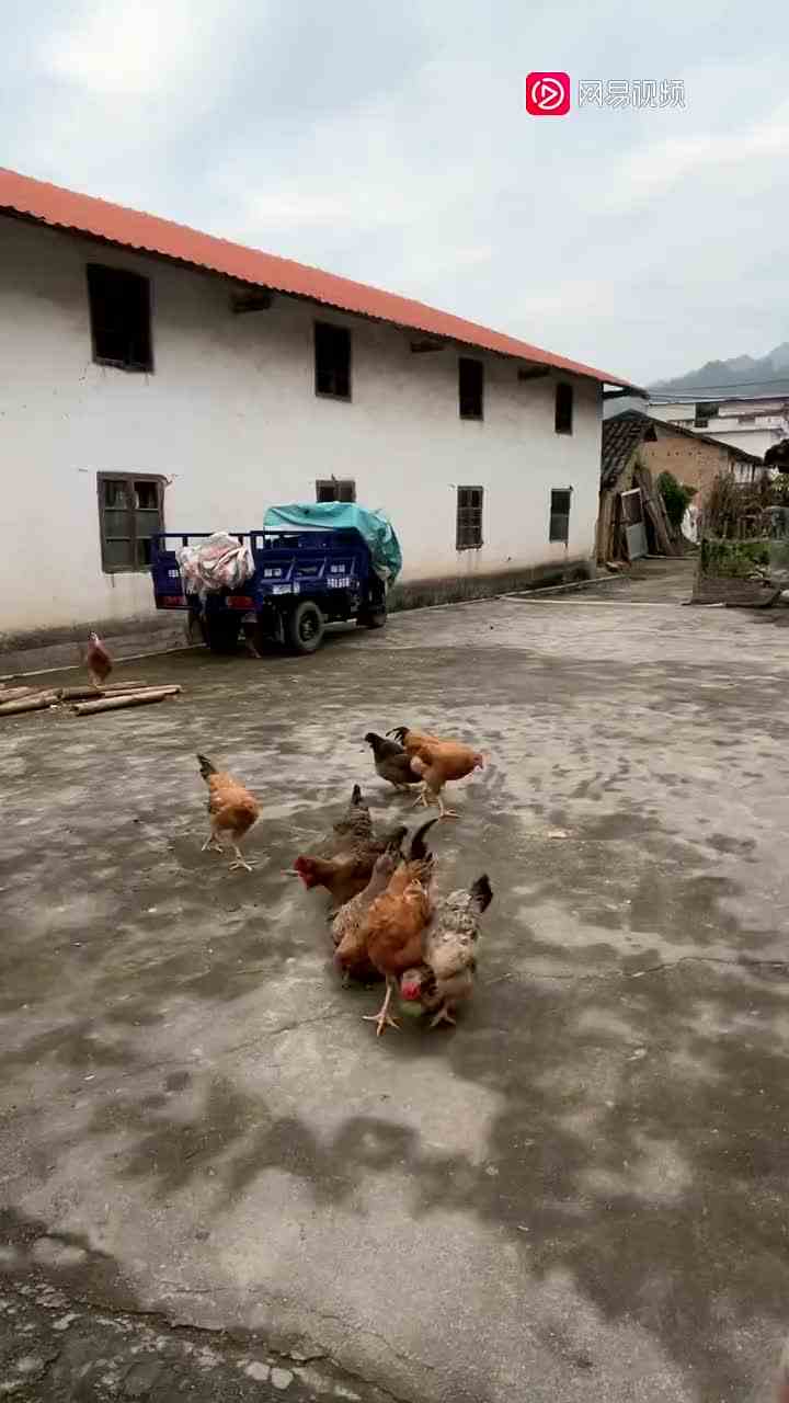 来我家吃鸡 （1）