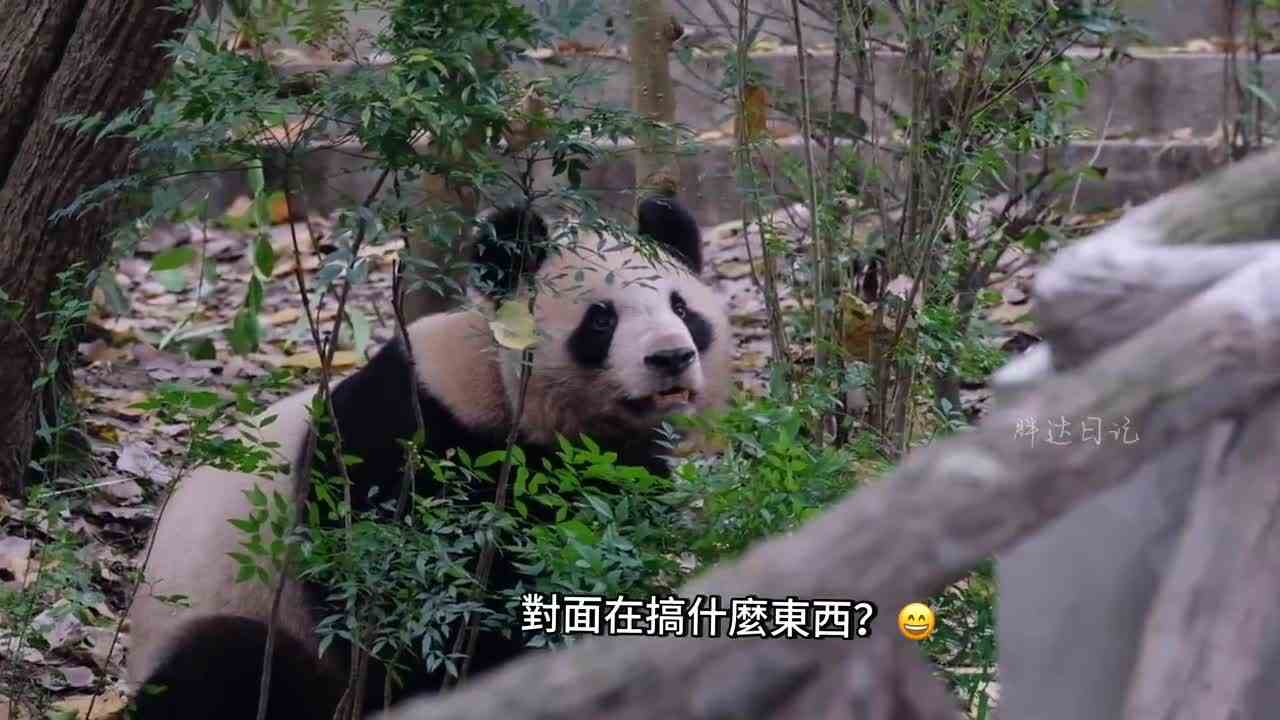 2023.11.03 艾斯艾琳：一号别墅，我们来了！圆梦：谁？？